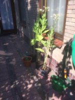 Tjipke 03 15-09-2016.jpg Tjipke 03 15-09-2016.jpg