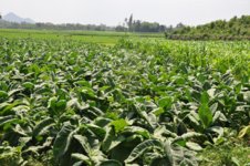 Kasturi | Fair Trade Tobacco