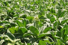 kasturi tobacco Kasturi | Fair Trade Tobacco