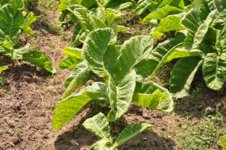 leading producer of tobacco Tobacco in Virginia