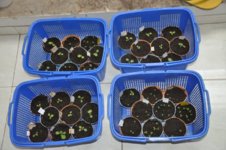 Mojopahit 48 21-09-2016.jpg