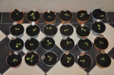 Mojopahit 49 22-09-2016.jpg