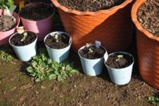 Mojopahit 50 24-09-2016.jpg