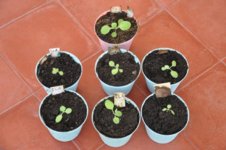 Mojopahit 52 02-10-2016.jpg