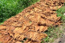 kasturi tobacco Kasturi | Fair Trade Tobacco