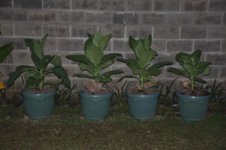 DSC_0216.jpg