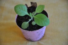 Mojopahit 54 22-10-2016.jpg