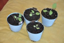 Mojopahit 57 22-10-2016.jpg