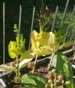 mapacho_2016-08-08.jpg