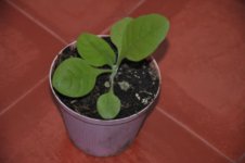 Mojopahit 58 27-10-2016.jpg