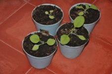 Mojopahit 59 27-10-2016.jpg