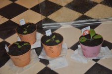 Mojopahit 61 29-10-2016.jpg