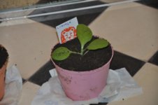 Mojopahit 62 29-10-2016.jpg