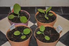 Mojopahit 64 12-11-2016.jpg