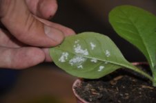 Mojopahit 65 12-11-2016.jpg