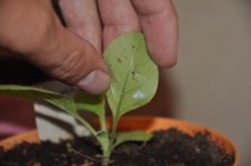 Mojopahit 66 12-11-2016.jpg