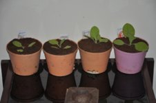 Mojopahit 67 12-11-2016.jpg