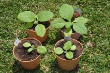 Mojopahit 74 26-11-2016.jpg