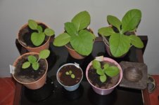 Mojopahit 75 29-11-2016.jpg