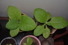 Mojopahit 78 30-11-2016.jpg