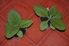 Mojopahit 79 02-12-2016.jpg