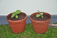 Mojopahit 83 03-12-2016.jpg