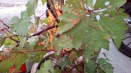 P_20170206_191744.jpg P_20170206_191744.jpg