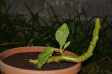 DSC_0301.jpg