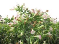 Seeds Reduced.jpg