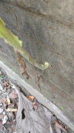 IMG_20170323_125246173.jpg