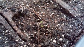 IMG_20170402_171749903.jpg
