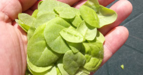 crop3.jpg
