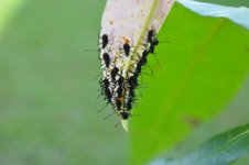 DSC_0384.jpg