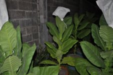 DSC_0005.jpg