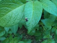 IMG_20170610_062433.jpg