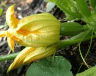 IMG_20170612_061806523~2.jpg