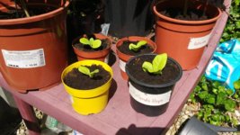 IMG_20170614_124825623.jpg