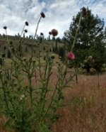 IMG_20170626_133153026_HDR~2.jpg