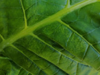 crop3.jpg