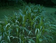 IMG_20170716_052008.jpg