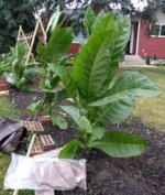 IMG_20170717_061538822~2.jpg