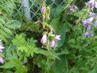 IMG_20170719_203530.jpg