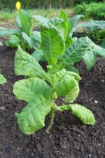 01_curled_leaves.jpg