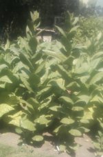Tobacco Seedlings 8-02-17-43.jpg