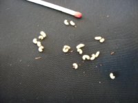 tobacco weevils.jpg