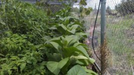 Row of tobacco.jpg