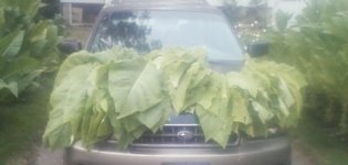 Tobacco Seedlings 8-05-17-52.jpg Tobacco Seedlings 8-05-17-52.jpg