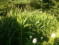 IMG_20170808_182539.jpg