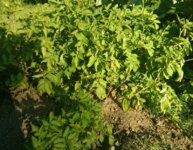 IMG_20170808_182444.jpg