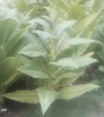 Tobacco Seedlings 8-09-17-65 (2).jpg